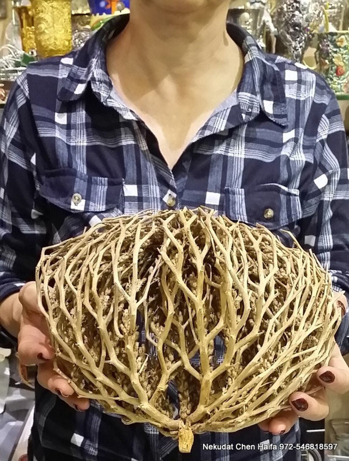 Real Rose of Jericho exclusive original plant of resurrection Etsy