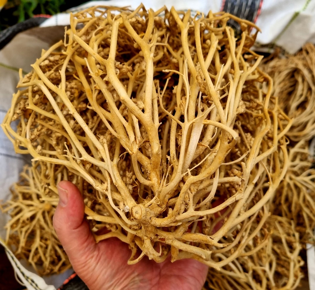 Real Rose of Jericho Exclusive Original Plant of Resurrection From the