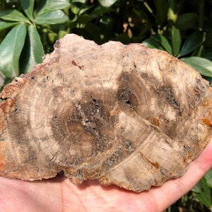 Natural Petrified Wood Stone/petrified wood slice/Wood fossil slab/mineral specimen/fossilized wood/healing crystals and stones/Energy Stone