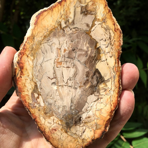 Natural Petrified Wood Stone/petrified wood slice/Wood fossil slab/mineral specimen/fossilized wood/healing crystals and stones/Energy stone
