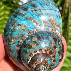Natural Large Sea Snail Decoration/Big Seashell Decor/Sea shell/Snail Shell/Ancient Fossil/Ocean Decor/Beach Gift/Beach Decor
