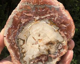 自然木の置物 高さ約30cm２３kg 見た目も美しい天然木石の珪化木です。 珪化木ナチュラル - Etsy 日本
