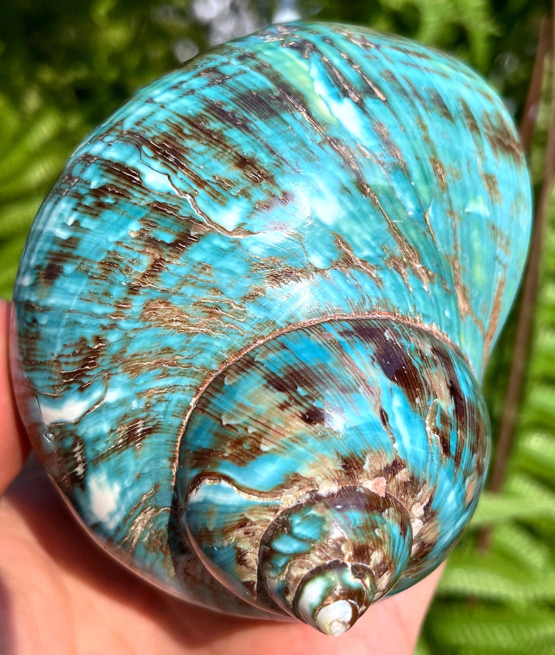 Natural Large Sea Snail Decoration/big Seashell Decor/sea Etsy