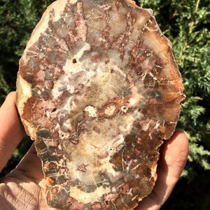 Natural Petrified Wood Stone/petrified wood slice/Wood fossil slab/mineral specimen/fossilized wood/healing crystals and stones/Energy stone