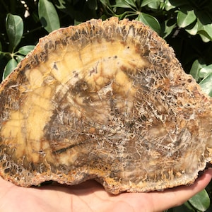 Natural Petrified Wood Stone/petrified wood slice/Wood fossil slab/mineral specimen/fossilized wood/healing crystals and stones/Energy Stone