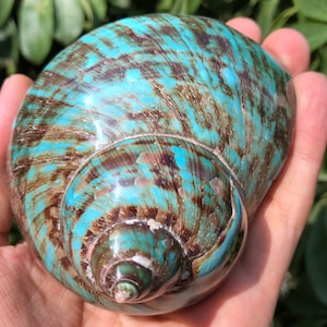 Natural Large Sea Snail Decoration/Big Seashell Decor/Sea shell/Snail Shell/Ancient Fossil/Ocean Decor/Beach Gift/Beach Decor