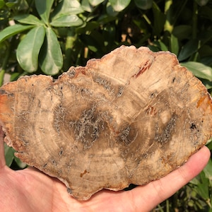 Natural Petrified Wood Stone/petrified wood slice/Wood fossil slab/mineral specimen/fossilized wood/healing crystals and stones/Energy Stone