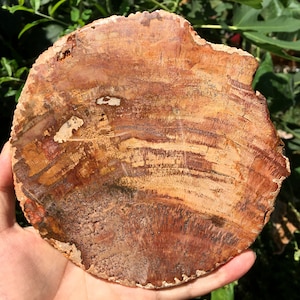 Natural Petrified Wood Stone/petrified wood slice/Wood fossil slab/mineral specimen/fossilized wood/healing crystals and stones/Energy Stone