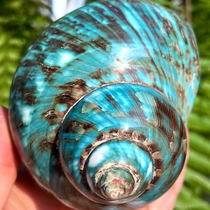 Natural Large Sea Snail Decoration/Big Seashell Decor/Sea shell/Snail Shell/Ancient Fossil/Ocean Decor/Beach Gift/Beach Decor