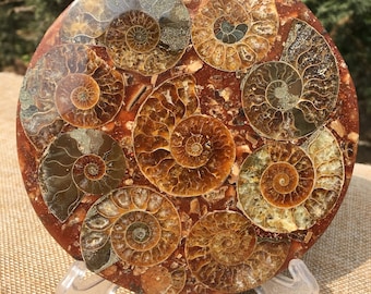 E4635x 大型化石 アンモナイト きれいな縫合パターン 大型 3.0 インチ