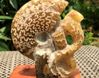 Fine polishing Ammonite Can stand up/Whole Ammonite Fossil/Authentic Ammonite Fossil/Prehistoric Fossil/Nautilus Shell/Healing fossil/gift