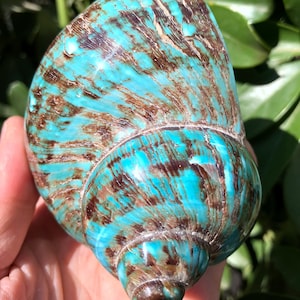 Natural Large Sea Snail Decoration/Big Seashell Decor/Sea shell/Snail Shell/Ancient Fossil/Ocean Decor/Beach Gift/Beach Decor