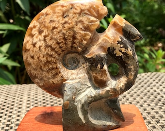 Fine polishing Ammonite Can stand up/Whole Ammonite Fossil/Authentic Ammonite Fossil/Prehistoric Fossil/Nautilus Shell/Healing fossil/gift