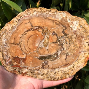 Natural Petrified Wood Stone/petrified wood slice/Wood fossil slab/mineral specimen/fossilized wood/healing crystals and stones/Energy Stone