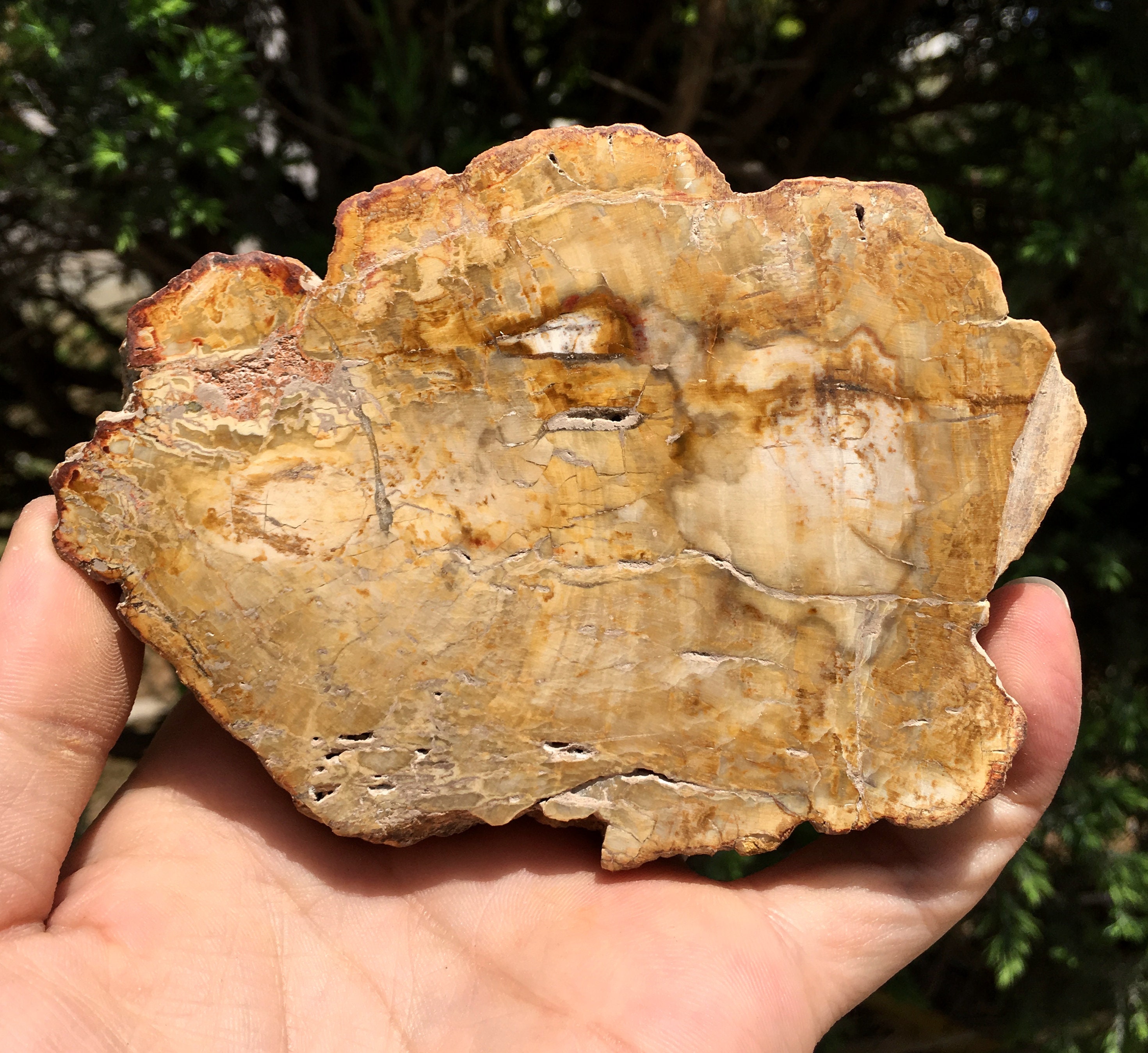 Natural Petrified Wood Stone/petrified wood slice/Wood fossil Etsy