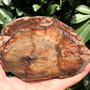 Natural Petrified Wood Stone/petrified wood slice/Wood fossil slab/mineral specimen/fossilized wood/healing crystals and stones/Energy Stone