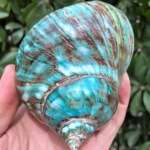 Natural Large Sea Snail Decoration/Big Seashell Decor/Sea shell/Snail Shell/Ancient Fossil/Ocean Decor/Beach Gift/Beach Decor