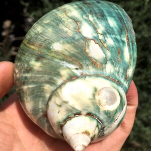 Natural Large Sea Snail Decoration/Big Seashell Decor/Sea shell/Snail Shell/Ancient Fossil/Ocean Decor/Beach Gift/Beach Decor