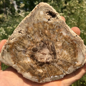 Natural Petrified Wood Stone/petrified wood slice/Wood fossil slab/mineral specimen/fossilized wood/healing crystals and stones/Energy Stone
