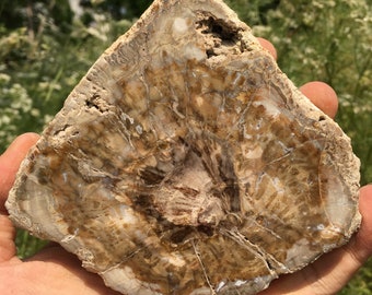 May include: A fossilized tree trunk slice with a brown, white, and gray color pattern. The slice is about 10 inches in diameter and has a natural, rough edge.