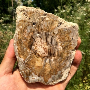 Natural Petrified Wood Stone/petrified wood slice/Wood fossil slab/mineral specimen/fossilized wood/healing crystals and stones/Energy Stone