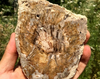 May include: A fossilized piece of petrified wood with a brown, white, and gray color pattern. The wood has a natural, organic shape and texture.
