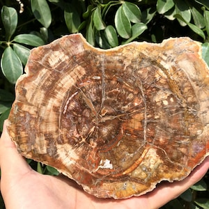 Natural Petrified Wood Stone/petrified wood slice/Wood fossil slab/mineral specimen/fossilized wood/healing crystals and stones/Energy Stone
