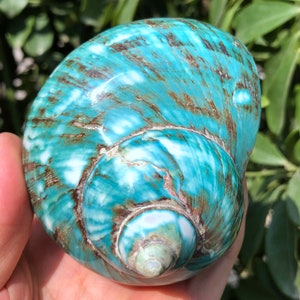 Natural Large Sea Snail Decoration/Big Seashell Decor/Sea shell/Snail Shell/Ancient Fossil/Ocean Decor/Beach Gift/Beach Decor