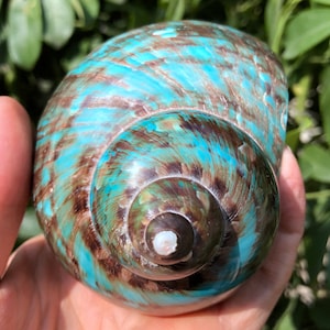 Natural Large Sea Snail Decoration/Big Seashell Decor/Sea shell/Snail Shell/Ancient Fossil/Ocean Decor/Beach Gift/Beach Decor