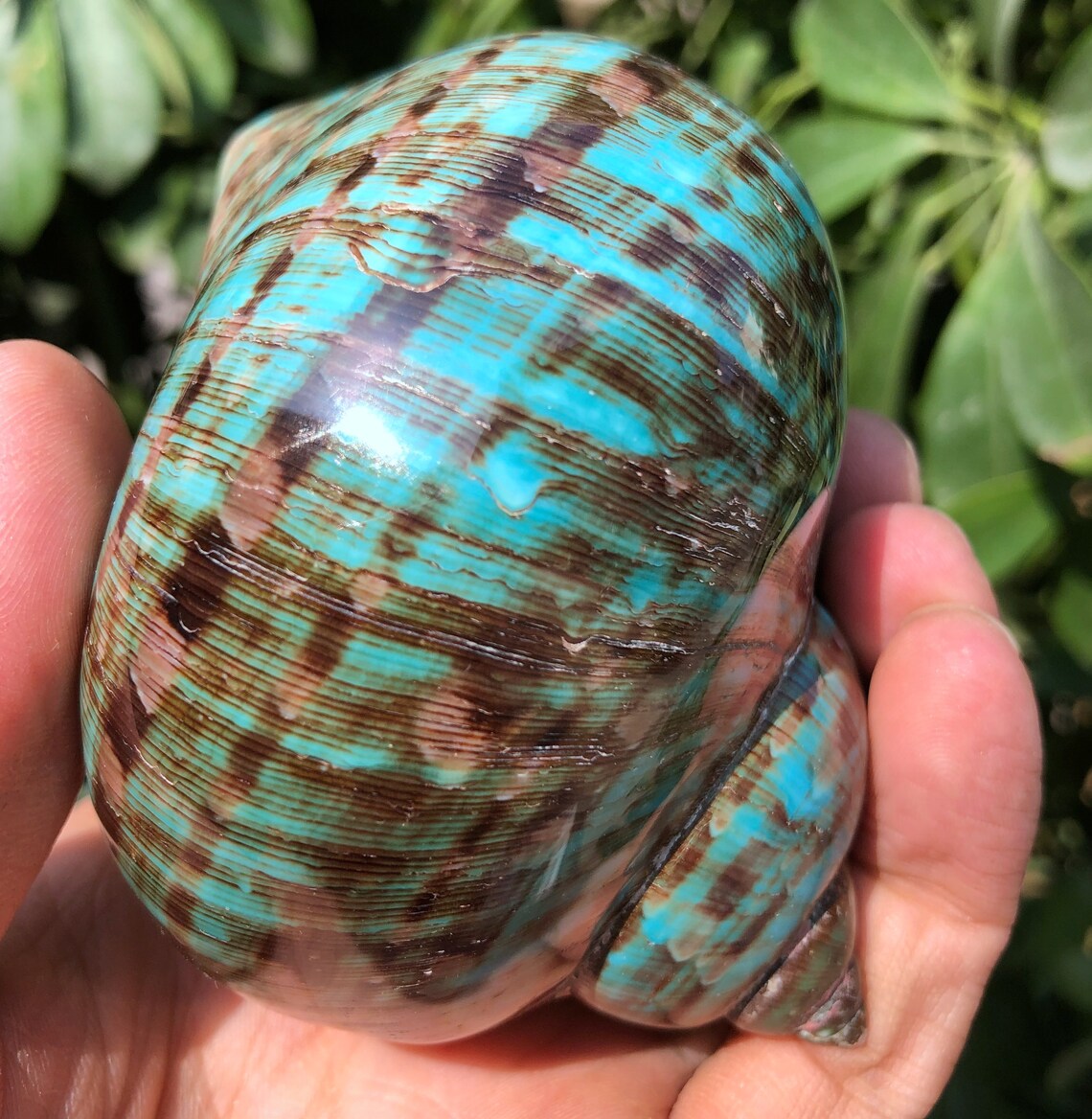 Natural Large Sea Snail Decoration/big Seashell Decor/sea Etsy