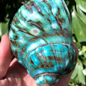 Natural Large Sea Snail Decoration/Big Seashell Decor/Sea shell/Snail Shell/Ancient Fossil/Ocean Decor/Beach Gift/Beach Decor