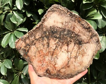 May include: A cross-section of petrified wood, showcasing concentric rings and intricate patterns in shades of brown, beige, and black. The natural stone has a rough, textured surface and is held against a backdrop of green foliage.