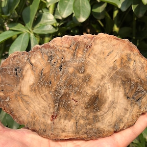 Natural Petrified Wood Stone/petrified wood slice/Wood fossil slab/mineral specimen/fossilized wood/healing crystals and stones/Energy Stone