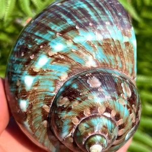 Natural Large Sea Snail Decoration/Big Seashell Decor/Sea shell/Snail Shell/Ancient Fossil/Ocean Decor/Beach Gift/Beach Decor