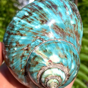 Natural Large Sea Snail Decoration/Big Seashell Decor/Sea shell/Snail Shell/Ancient Fossil/Ocean Decor/Beach Gift/Beach Decor