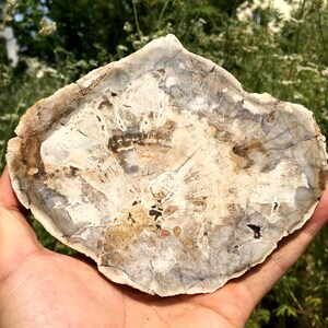 Natural Petrified Wood Stone/petrified wood slice/Wood fossil slab/mineral specimen/fossilized wood/healing crystals and stones/Energy Stone