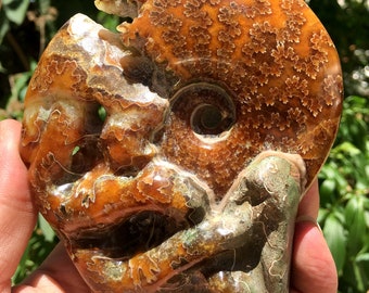 Fine polishing Ammonite Can stand up/Whole Ammonite Fossil/Authentic Ammonite Fossil/Prehistoric Fossil/Nautilus Shell/Healing fossil/gift