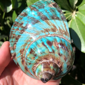 Natural Large Sea Snail Decoration/Big Seashell Decor/Sea shell/Snail Shell/Ancient Fossil/Ocean Decor/Beach Gift/Beach Decor
