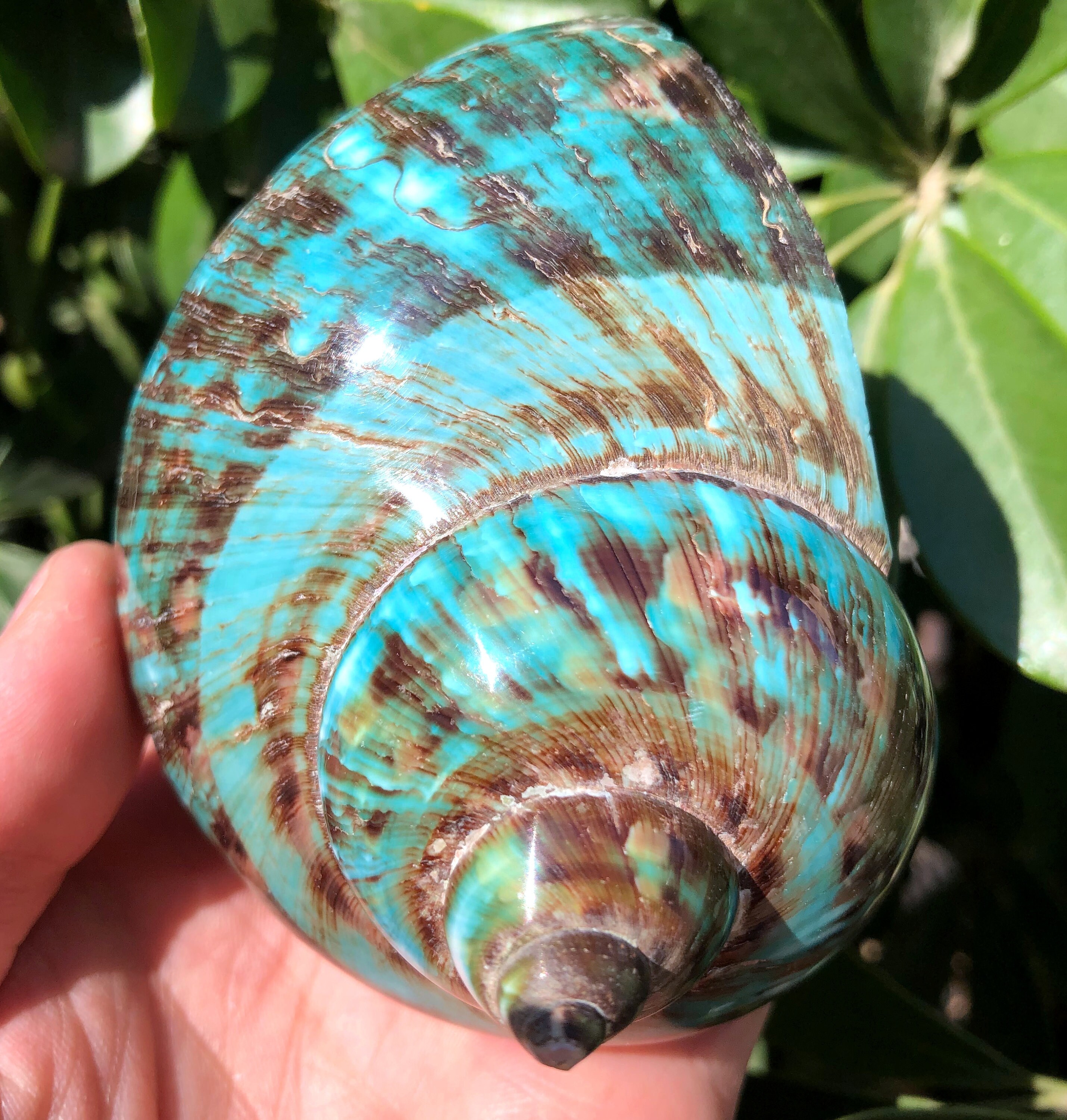 Natural Large Sea Snail Decoration/Big Seashell Decor/Sea Etsy