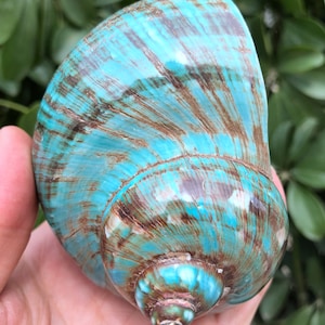 Natural Large Sea Snail Decoration/Big Seashell Decor/Sea shell/Snail Shell/Ancient Fossil/Ocean Decor/Beach Gift/Beach Decor