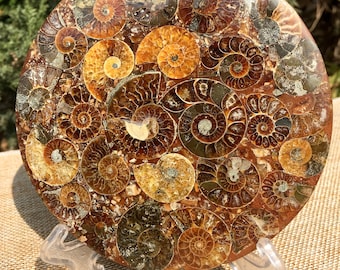 E4635x 大型化石 アンモナイト きれいな縫合パターン 大型 3.0 インチ