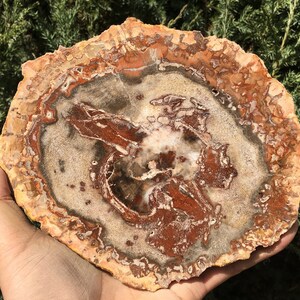 Natural Petrified Wood Stone/petrified wood slice/Wood fossil slab/mineral specimen/fossilized wood/healing crystals and stones/Energy Stone