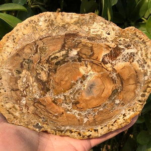 Natural Petrified Wood Stone/petrified wood slice/Wood fossil slab/mineral specimen/fossilized wood/healing crystals and stones/Energy Stone
