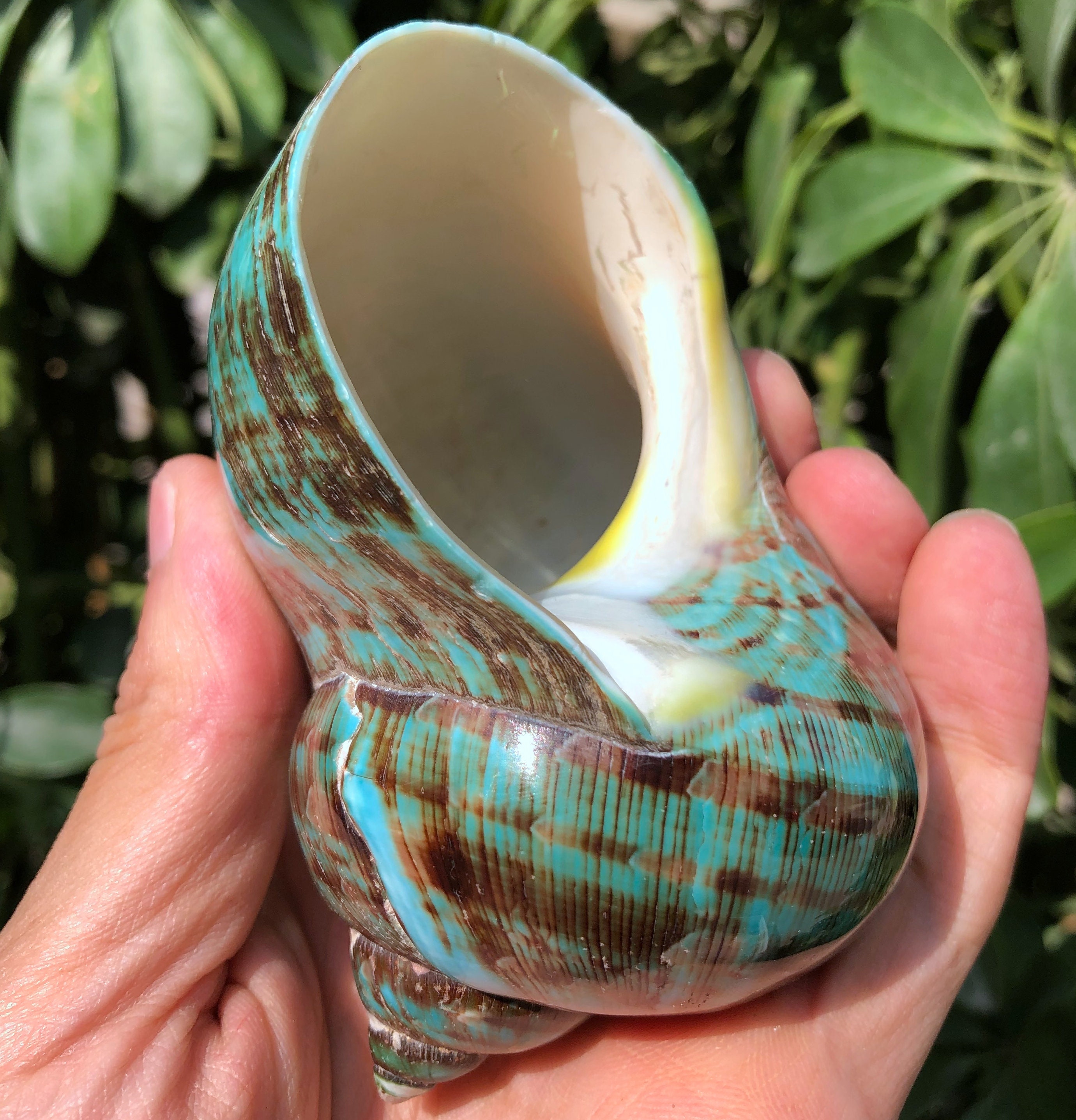 Natural Large Sea Snail Decoration/big Seashell Decor/sea Etsy