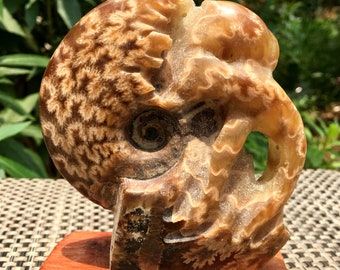 Fine polishing Ammonite Can stand up/Whole Ammonite Fossil/Authentic Ammonite Fossil/Prehistoric Fossil/Nautilus Shell/Healing fossil/gift