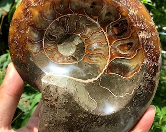 Fine polishing Ammonite Can stand up/Whole Ammonite Fossil/Authentic Ammonite Fossil/Prehistoric Fossil/Nautilus Shell/Healing fossil/gift