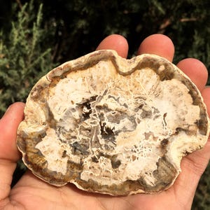 Natural Petrified Wood Stone/petrified wood slice/Wood fossil slab/mineral specimen/fossilized wood/healing crystals and stones/Energy Stone