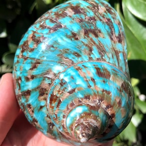 Natural Large Sea Snail Decoration/Big Seashell Decor/Sea shell/Snail Shell/Ancient Fossil/Ocean Decor/Beach Gift/Beach Decor
