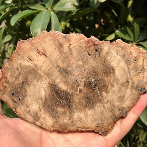 Natural Petrified Wood Stone/petrified wood slice/Wood fossil slab/mineral specimen/fossilized wood/healing crystals and stones/Energy Stone
