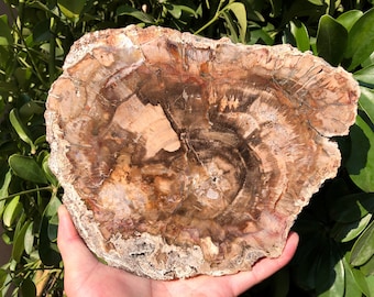 May include: A large, round slice of petrified wood with a brown, white, and gray color scheme. The wood has a natural, organic texture and shows the rings of the tree.